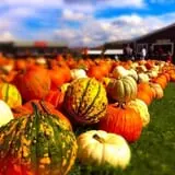 Pumpkinville photo