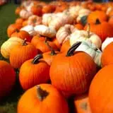 Pumpkinville photo