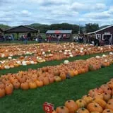 Pumpkinville photo