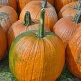 Pumpkinville photo