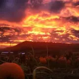 Pumpkinville photo