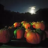 Pumpkinville photo