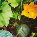 Pumpkinville photo