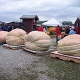 Pumpkinville photo