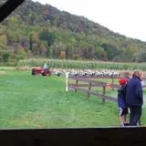 Pumpkinville photo