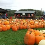 Pumpkinville photo