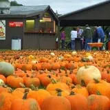 Pumpkinville photo