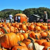 Pumpkinville photo