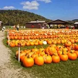 Pumpkinville photo