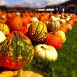 Pumpkinville photo