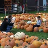 Pumpkinville photo