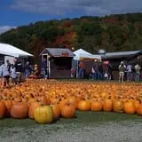 Pumpkinville photo
