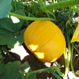 Pumpkinville photo