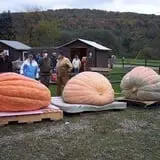 Pumpkinville photo