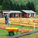 Pumpkinville photo