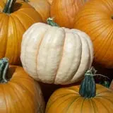 Pumpkinville photo