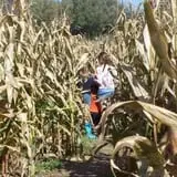 Pumpkinville photo