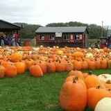 Pumpkinville photo