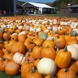 Pumpkinville photo