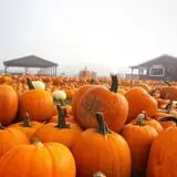 Pumpkinville photo