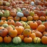 Pumpkinville photo