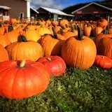 Pumpkinville photo