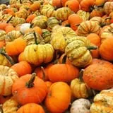 Pumpkinville photo