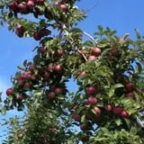 Kelly Orchards photo