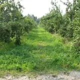 Kelly Orchards photo