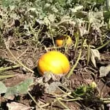 Kelly Orchards photo