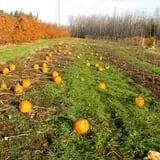 Kelly Orchards photo