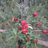 Kelly Orchards photo