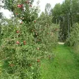 Kelly Orchards photo