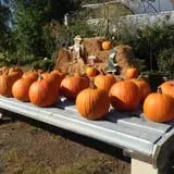 Pezza Farms photo