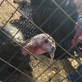 Pezza Farms photo