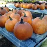 Pezza Farms photo