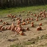 Pezza Farms photo