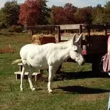 Pezza Farms photo