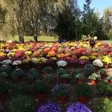 Pezza Farms photo