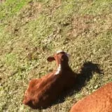Pezza Farms photo