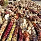 Ackerman Family Farms photo