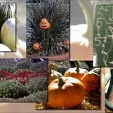 Ackerman Family Farms photo