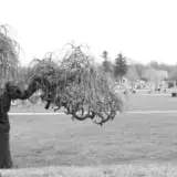 Hope Cemetery photo