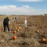 J's Jack-O-Lantern Pumpkin Patch photo