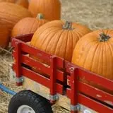 J's Jack-O-Lantern Pumpkin Patch photo