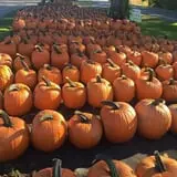 Northern Orchard Co photo