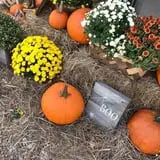 Harvest Ridge Corntacular Adventure photo
