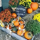 Harvest Ridge Corntacular Adventure photo