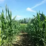 Harvest Ridge Corntacular Adventure photo