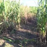 Harvest Ridge Corntacular Adventure photo